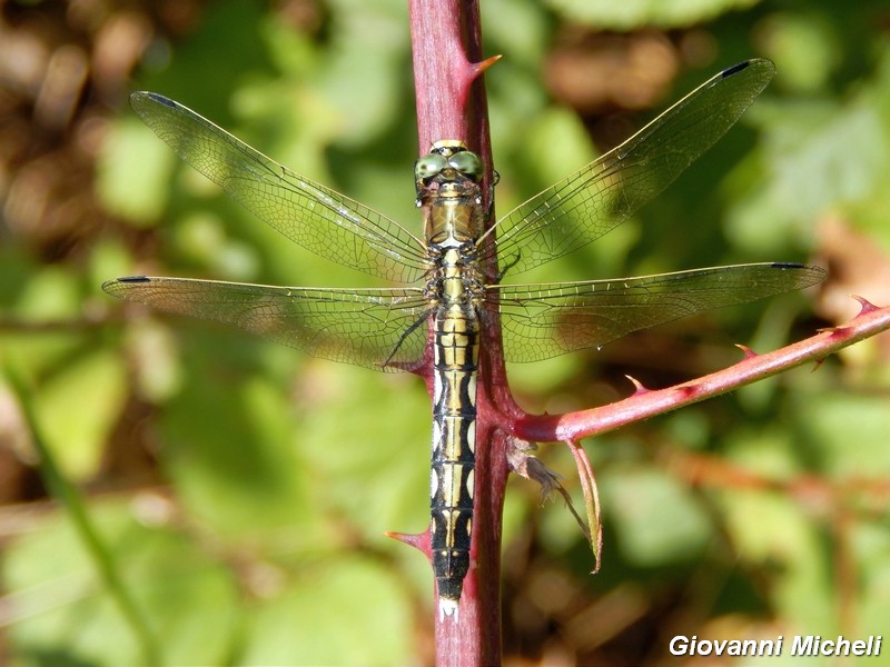 Libellula da ID: Orthetrum albistylum